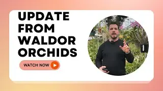 Зимнее обновление в Waldor Orchids, 06.02.26