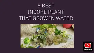5 #indoorplants  that grow in water . Best air purifier plants. #plants #gardening #viral #trending 
