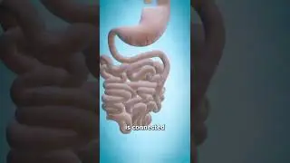Операция желудочного шунтирования 😷 (объяснение)