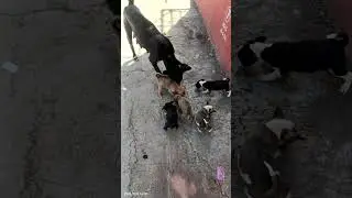street Dogs needs your love 🥺🐕#puppy #streetmother love#support#viralshorts #animal help#care☝️🙏