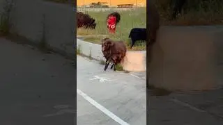Когда сомневаешься, идти ли в дальнобой. #truck #job #ram #дальнобой #driver #driverlife #parking