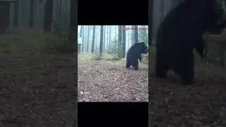 When the forest&rsquo;s heavyweight champions meet #wildlife #animallife #animals #wildliferescue #nature