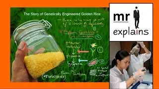 mr i explains: The Story of Genetically Engineered Golden Rice