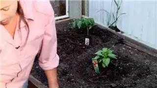 Vegetable Gardening : Vegetable Gardens & Cross-Pollination Problems
