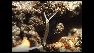 Cave Life: Symphylan