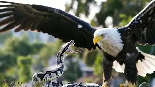Snake in the Eagle's Shadow (1978) Full Movie - Jackie Chan Kung Fu Action Classic