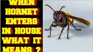 WHEN A HORNET WASP ENTERS IN YOUR HOUSE WHAT DOES IT MEAN ?