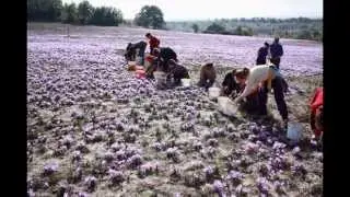 red greek saffron harvest