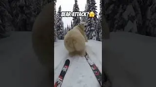 WAIT&hellip;WHAT?!🤯 #bear #viral #animals #polarbear #funny #sora2 #shorts