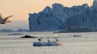 Humpback whales in misty sunset, Ilulissat, Greenland 2019