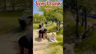 Prank with Real Lion The King #prank #lion #jungleking