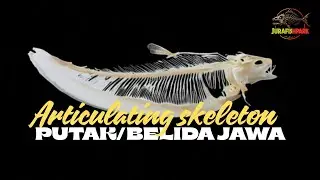 Articulating skeleton ikan putak/belida jawa