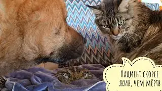 Как дела у жабы Брунгильды? Кошка Морошка и Пёс Кубик всё проверили и выяснили