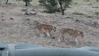 Lions on the move in Naboisho Conservancy - Kicheche Valley Camp - Kenya