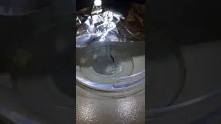 Planaria Response to Light