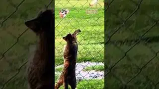 Кот охотится на мышей на заборе🤣 #смешныекошки #кот #домашниеживотные