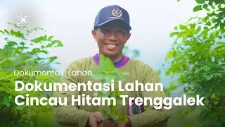 Dokumentasi Lahan Cincau Hitam Trenggalek