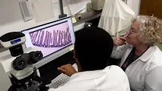 Ciência SP | Excesso de frutose aumenta risco de diabetes e problemas no fígado