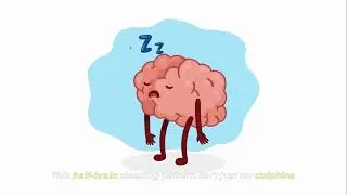 How Do Dolphins Sleep Underwater? | The Secret of Half a Brain