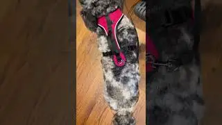 Petsafe EasySport Harness EXPOSED - Is It Really Worth the Hype?
