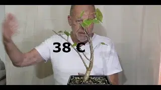 Abmoosungen, die n&auml;chsten Schritte