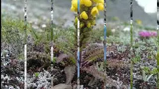 Himalayan flowers beauty