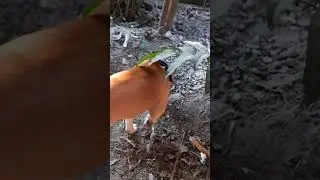 Get Caught While Spying On My Dog #shorts #short #shortvideo #shortsfeed #dog #leo #fun #funny