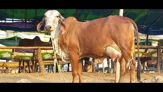 first lactation Gir cow for sale jamal deri  farm 78987 32811