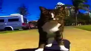 Rather Goofy Ahh Cat Memes. 3