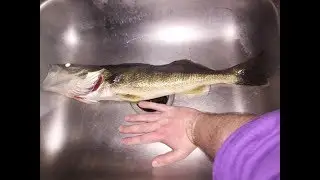 Lure Review: Storm's Arashi Square 3 a great multi-species crankbait