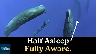 How Dolphins and Whales Sleep With Half Their Brain Awake