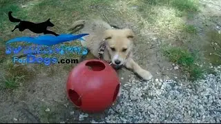 SwimmingPoolsForDogs.com: More Than Dog Swimming Pools - Tough Indestructible Dog Toys And More