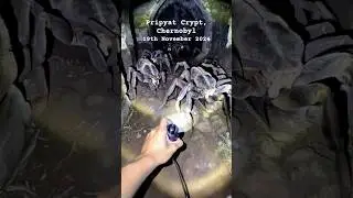 GIANT Spiders Lurking in Chernobyl's Darkest Crypts? #spider #creepy #chernobyl