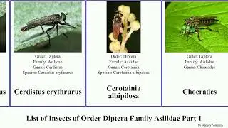 List of Insects of Order Diptera Family Asilidae Part 1 choerades dioctria diogmites atomosia