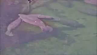 Mother manatee nursing calves at Blue Spring December 2025
