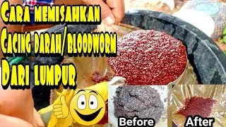 cara memisahkan cacing darah dengan lumpur