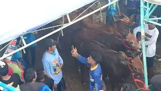 Tema Yang Masuk Final SONAR MUDA 3 PASANG, GAGAK RIMANG 2 PASANG L, PREMAN MALINDOS 1 PASANG