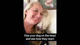 Dogs love their owners
