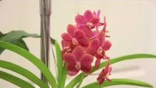 St Augustine Orchid Society