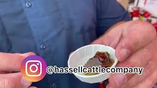 Hassell Cattle Company