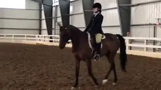 FOR SALE - Lulu Lemon - Half Arabian Pony