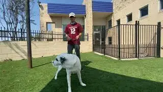 Meet Oakley with Rockwall Adoption