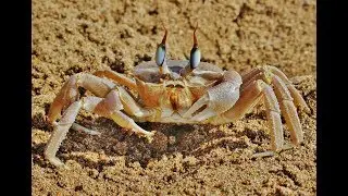 Tufted ghost crab - Ocypode cursor - Cyprus