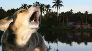 NABUO ANG ISANG LAWA SA ILOILO DAHIL NAGSALITA ANG ASO? | Lake Bito Full Story