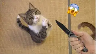 Pets Getting Scared Over Nothing - Funny Cat And Dog Videos #6