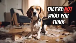 I wish I knew these BEFORE getting a Beagle