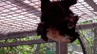 Flying-fox who has just given birth:  Bloddie and her baby.