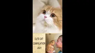 CUTE CATS COMPILATION 2021 || CUTE ANIMALS VIDEO ||