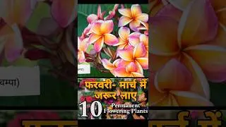 Top 10 Permanent Flowering Plants for Extreme Summer Heat 🌞🌺 #plants #garden #nursery