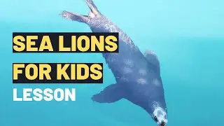 Sea Lions For Kids | Amazing Sea Lions: Fun Facts & Playful Adventures for Kids! 🌊🦭